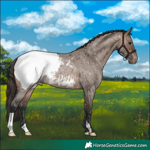 Horse Color:Brown Roan Dun Appaloosa 