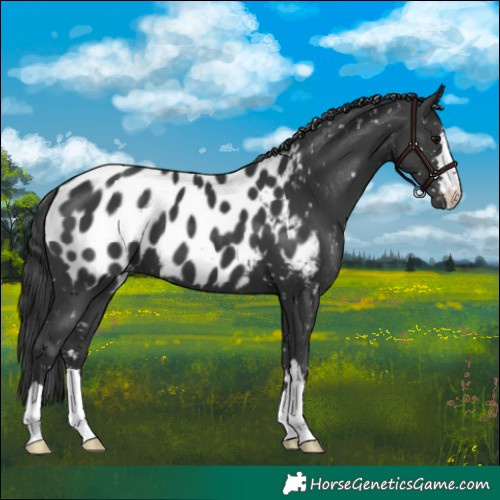 Horse Color:Black Appaloosa 