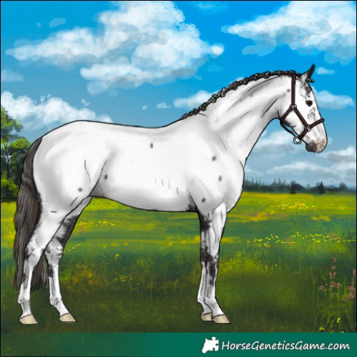 Horse Color:Smoky Black Appaloosa 