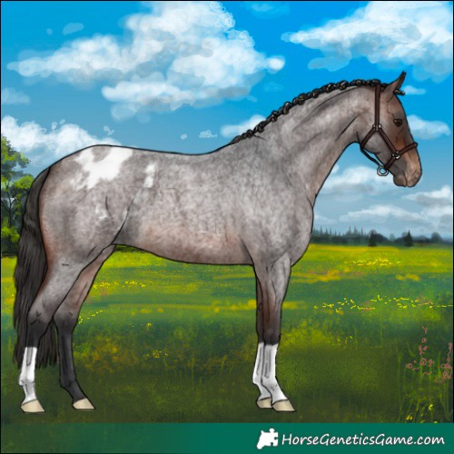 Horse Color:Brown Roan Blanket