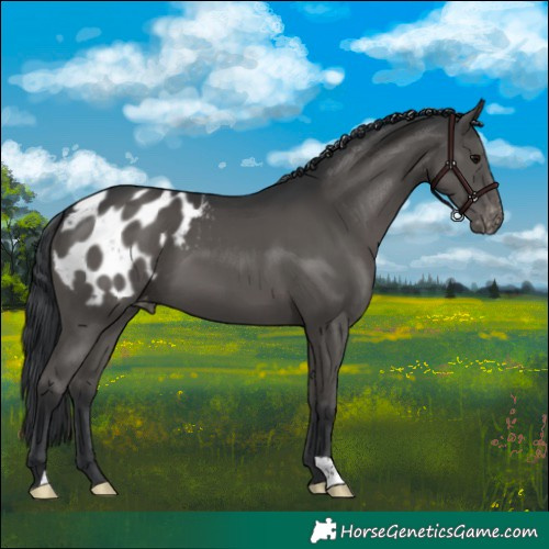 Horse Color:Black Appaloosa