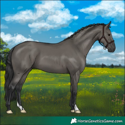 Horse Color:Grullo