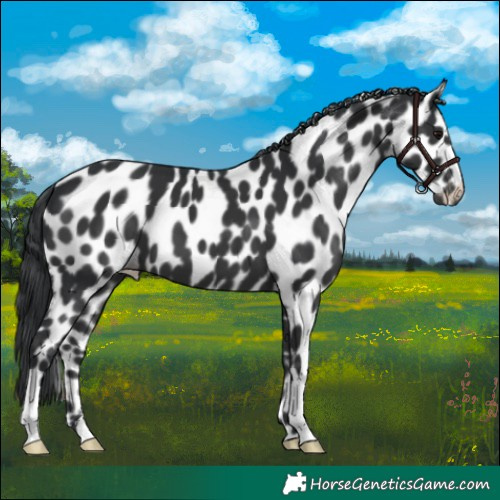 Horse Color:Black Appaloosa 