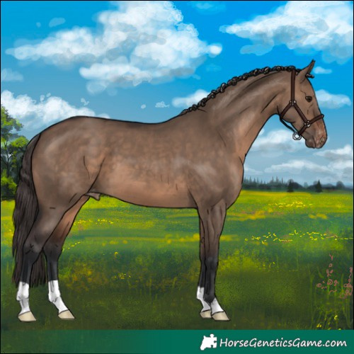 Horse Color:Brown Dun Appaloosa