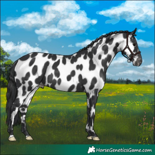 Horse Color:Black Appaloosa