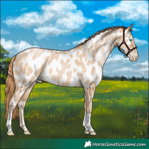 Horse Color:Buckskin Pearl Appaloosa