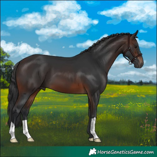 Horse Color:Brown 