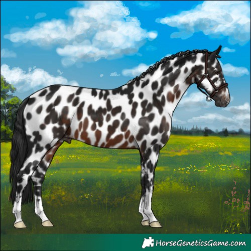Horse Color:Gray Brown Appaloosa 
