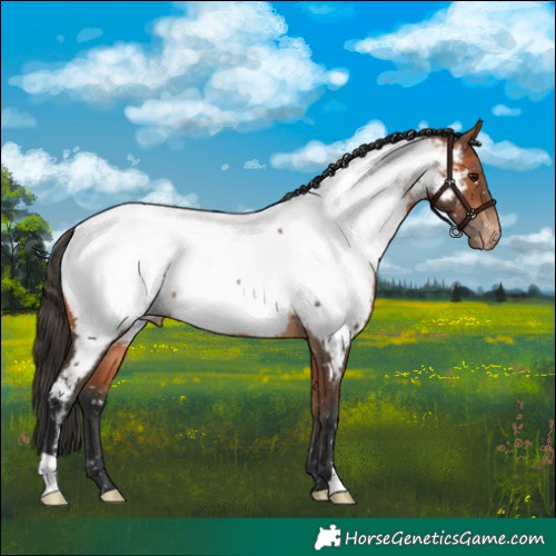 Horse Color:Bay Appaloosa 