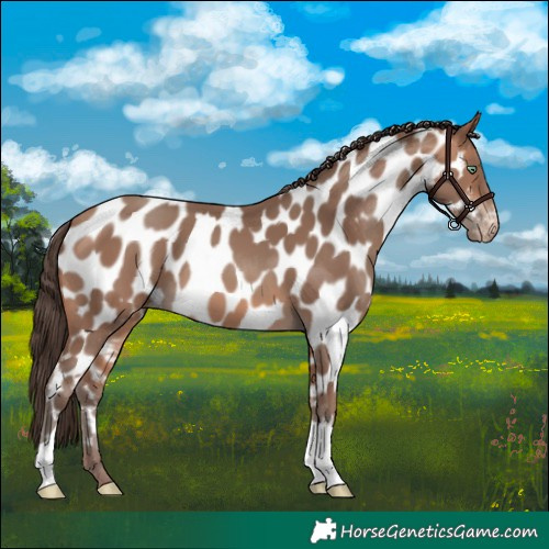 Horse Color:Sable Champagne Near Leopard