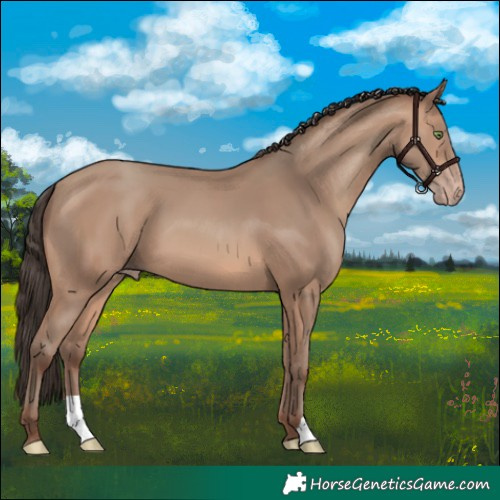 Horse Color:Sable Champagne 
