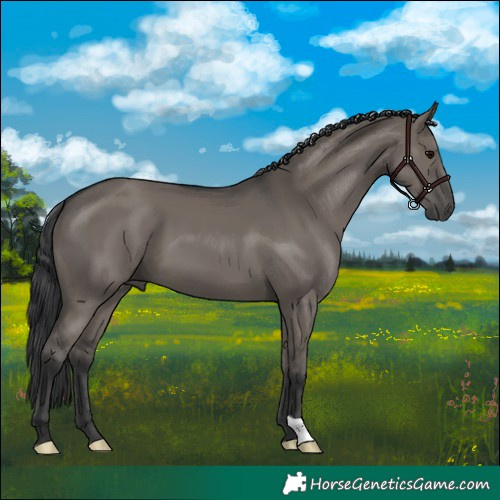 Horse Color:Grullo 