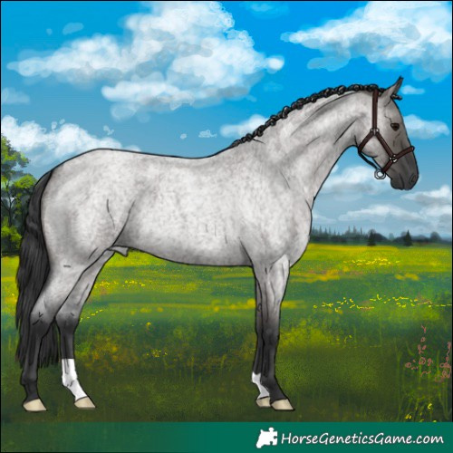 Horse Color:Grullo Roan