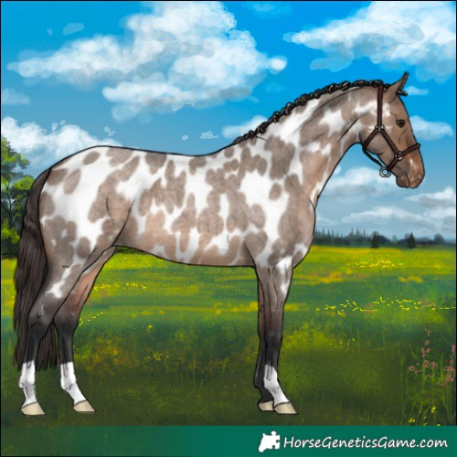 Horse Color:Brown Roan Dun Appaloosa 