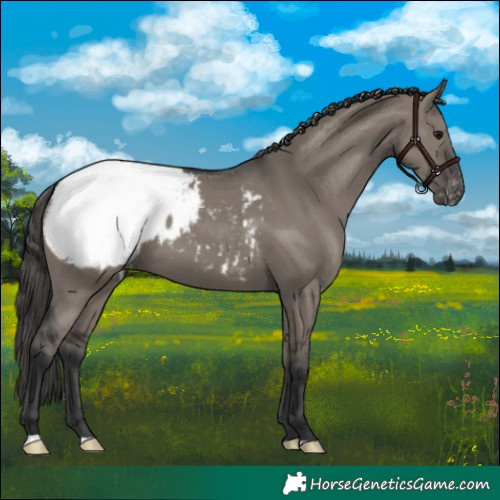 Horse Color:Grullo Snowcap 