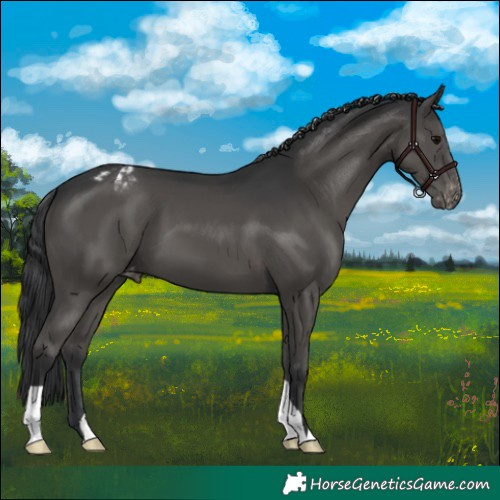 Horse Color:Black Appaloosa
