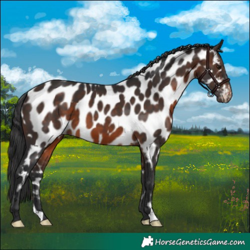 Horse Color:Brown Near Leopard