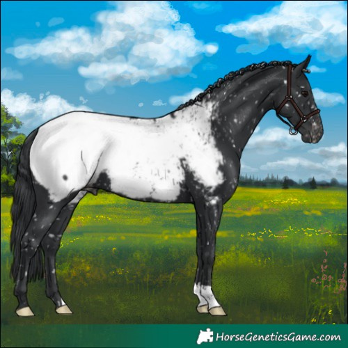 Horse Color:Black Appaloosa