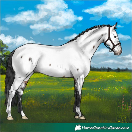 Horse Color:Brown Fewspot Rabicano 