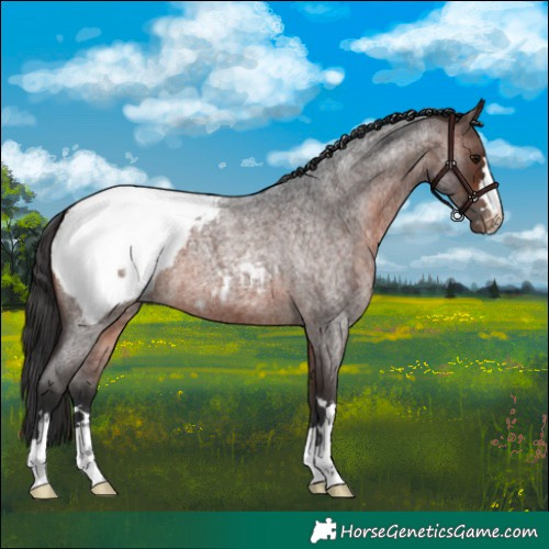 Horse Color:Brown Roan Appaloosa