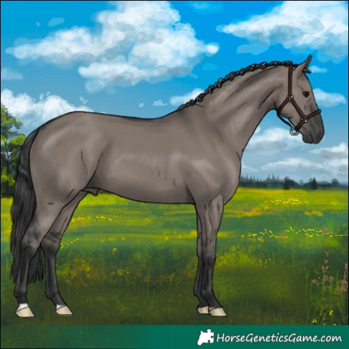 Horse Color:Grullo 