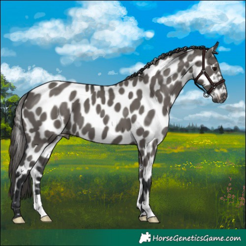 Horse Color:Grullo Appaloosa