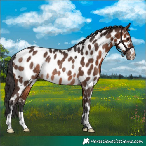 Horse Color:Brown Appaloosa Rabicano 