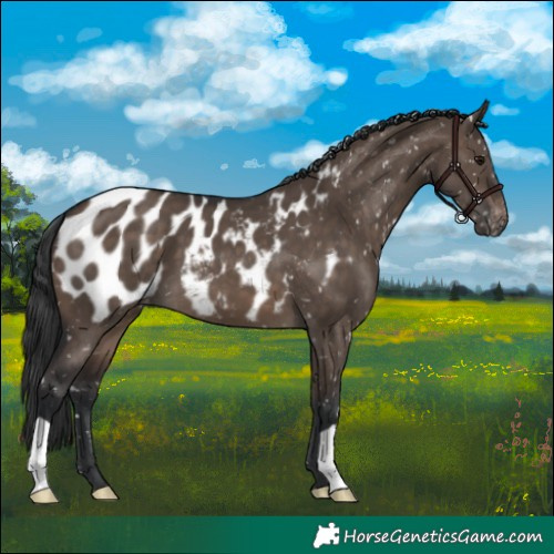 Horse Color:Brown Dun Appaloosa 