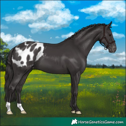 Horse Color:Smoky Black Blanket