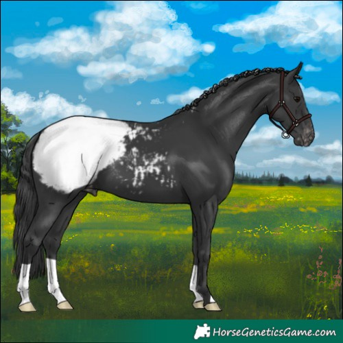 Horse Color:Black Appaloosa