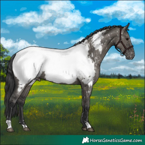 Horse Color:Grullo Appaloosa