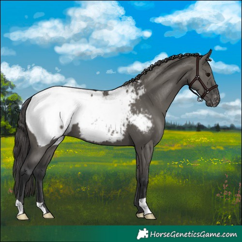 Horse Color:Grullo Appaloosa