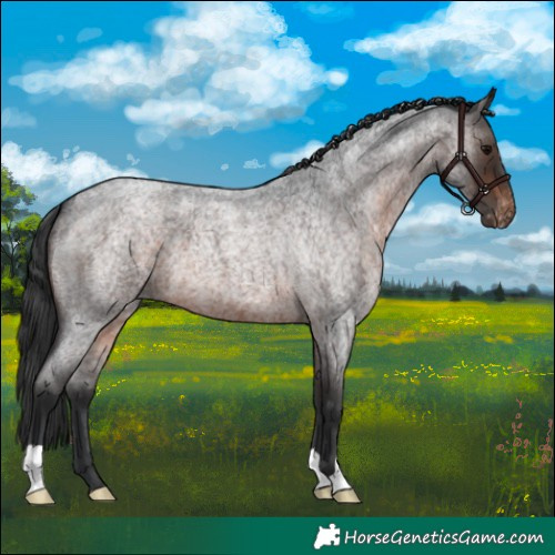 Horse Color:Brown Roan Varnish