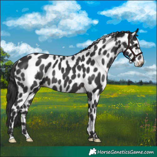 Horse Color:Black Leopard