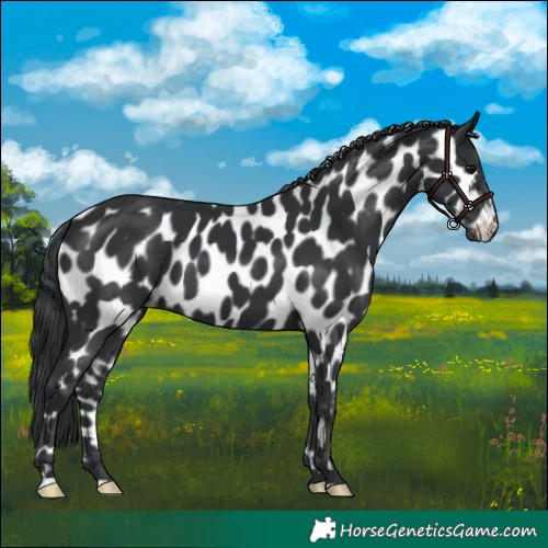 Horse Color:Black Near Leopard
