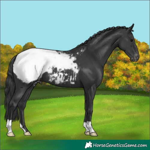 Horse Color:Black Appaloosa 