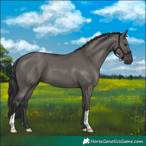 Horse Color:Grullo 