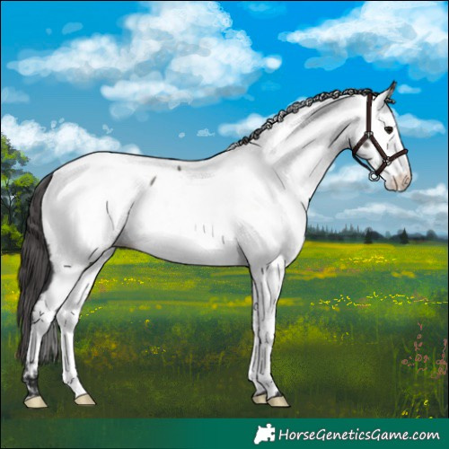 Horse Color:Grullo Appaloosa Rabicano