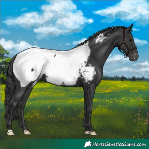 Horse Color:Black Near Fewspot