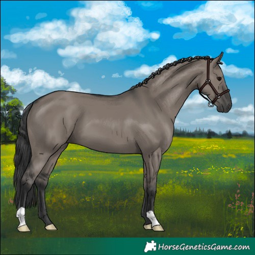 Horse Color:Grullo