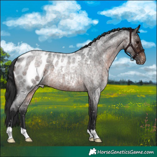 Horse Color:Brown Roan Appaloosa 