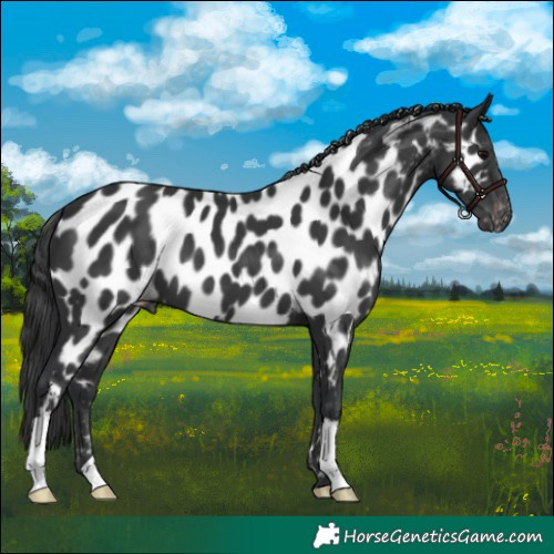Horse Color:Black Appaloosa