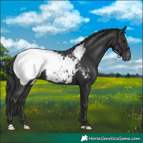 Horse Color:Black Snowcap