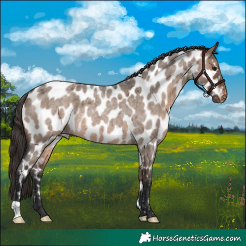 Horse Color:Brown Roan Dun Appaloosa Rabicano