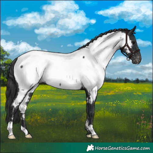 Horse Color:Black Appaloosa 