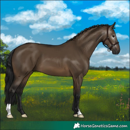 Horse Color:Gray Brown Dun