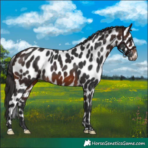 Horse Color:Brown Appaloosa
