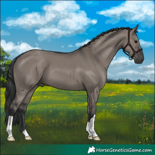 Horse Color:Grullo 