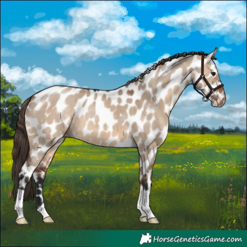 Horse Color:Brown Dun Appaloosa