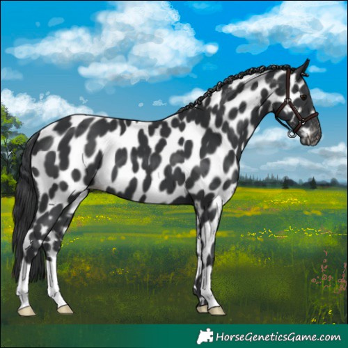Horse Color:Black Appaloosa